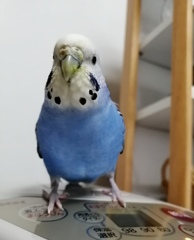 コメちゃんのお友だちがいるところ。