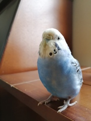 雨やんだでちか？