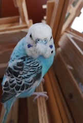 何を笑っているんでちか？？