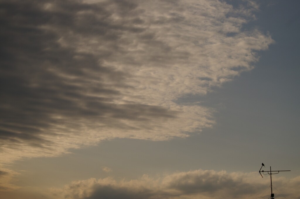 夕方のお空に響く鳥の声。