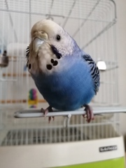 やっとケージから出れたでち。