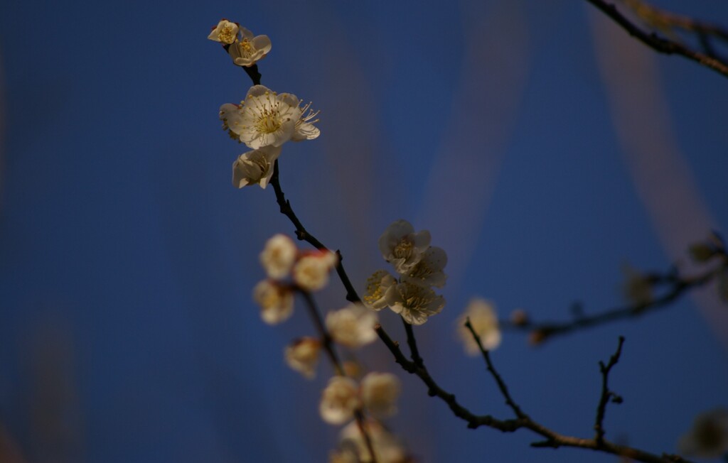 青空をみて咲く梅の花。