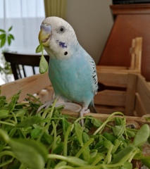 今日も豆苗食べて嬉しいね。(*^^*)