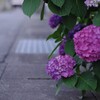 しゃがんで見る・紫陽花。