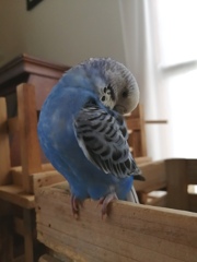 羽のお手入れに集中集中。