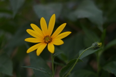 菊に似た花・キクイモ