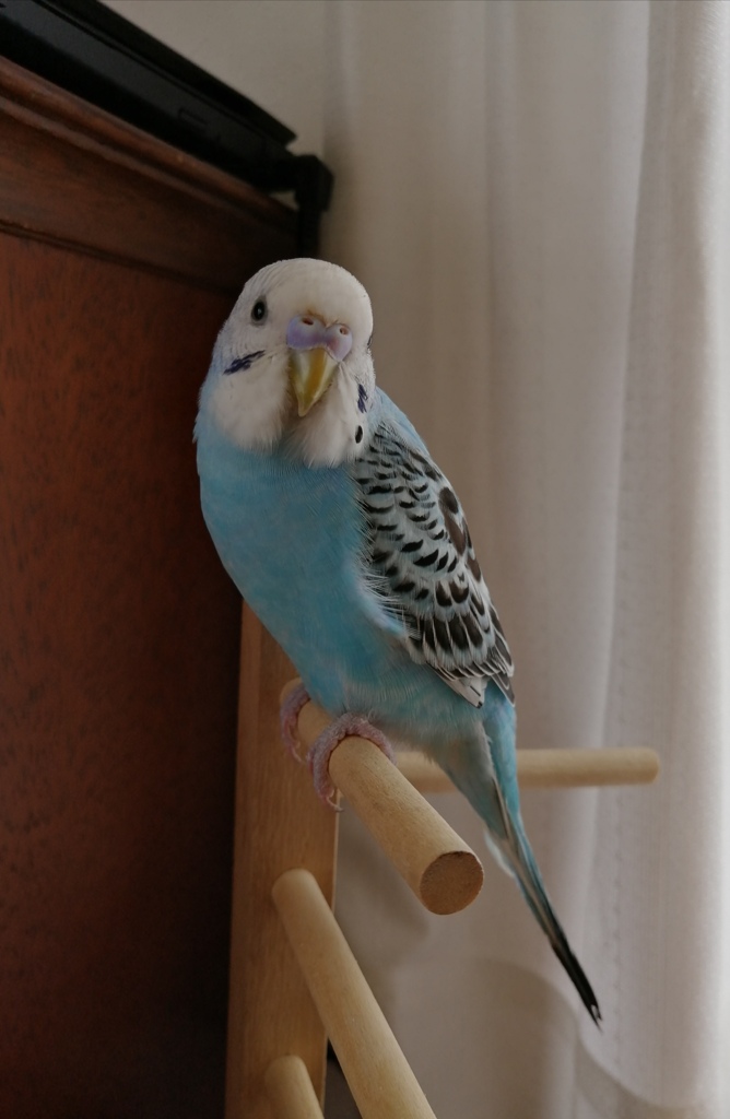 よくここに止まってます。