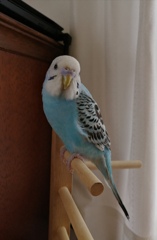 よくここに止まってます。