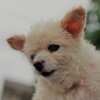 ご長寿わんこ。