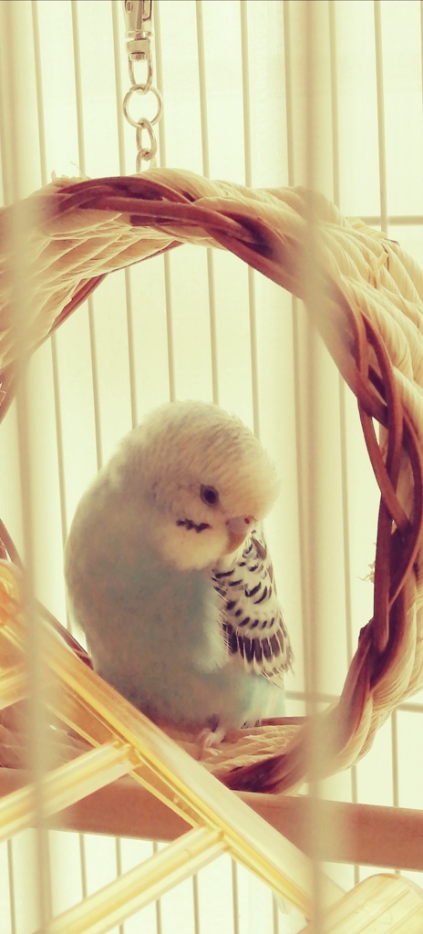 居心地よくて眠たくなったみたいだね。