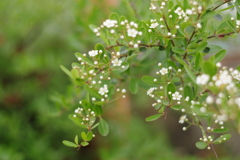 満開になる前に。