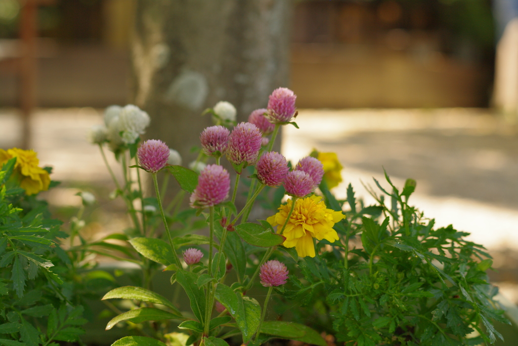 寄植えの花たちも木陰でゆっくり。