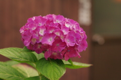 “おはぎ''みたいな紫陽花。(*^^*)