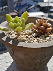 お天気で嬉しそう。