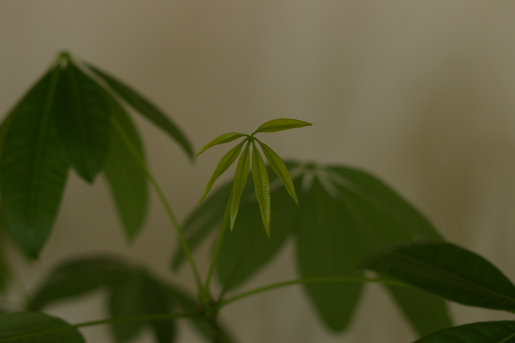 パキラの新芽、成長しています。