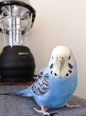 黒ポッチ出てきたね～(*^^*)