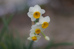 スイセンの花。