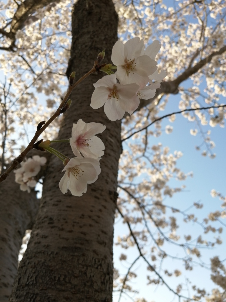 桜さんたち、こんにちは。