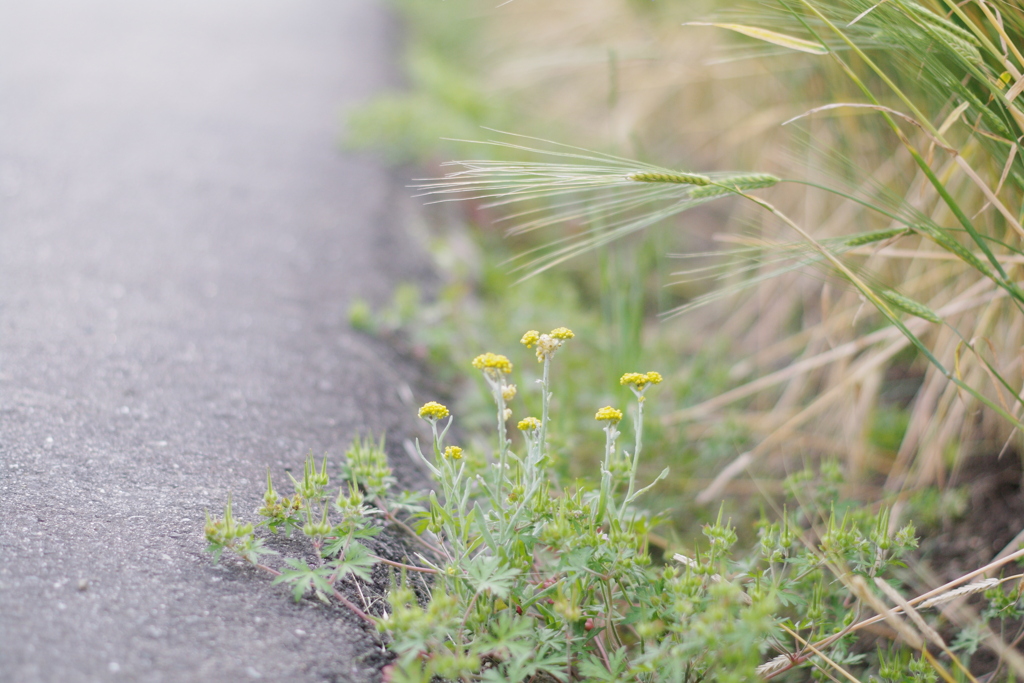麦さんの匂いかぎたいなぁ。