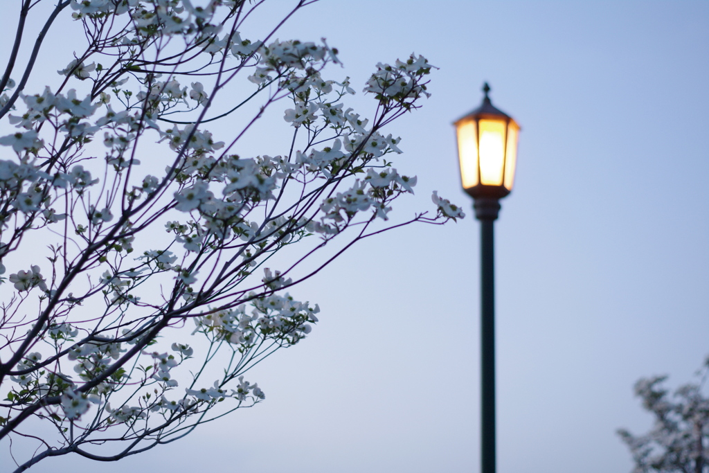 街灯とハナミズキ。