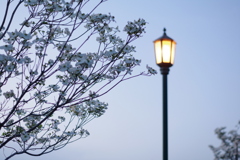 街灯とハナミズキ。