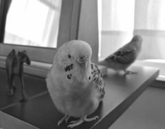 今は誰も話しかけなくていいでち。