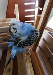 ツゥゥーっと、羽の先まで。