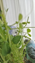 2羽とも豆苗で水浴びしたい日。