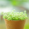 白い小さな花が咲きました。(ʘᴗʘ✿)