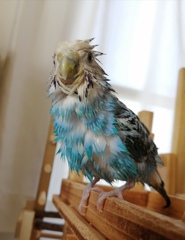 セキセイインコでち。