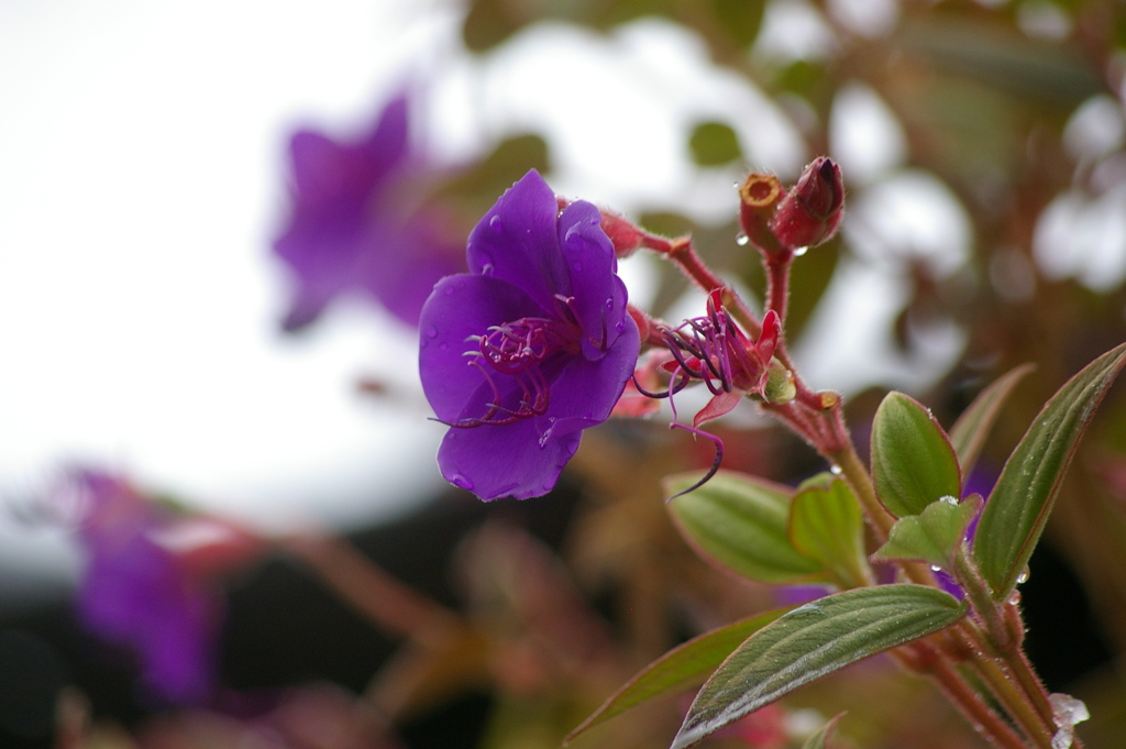 鮮やかな紫色の花。