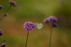 蝶に選ばれた花。