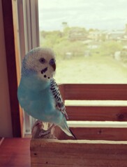 黒ポッチが3つになったね。