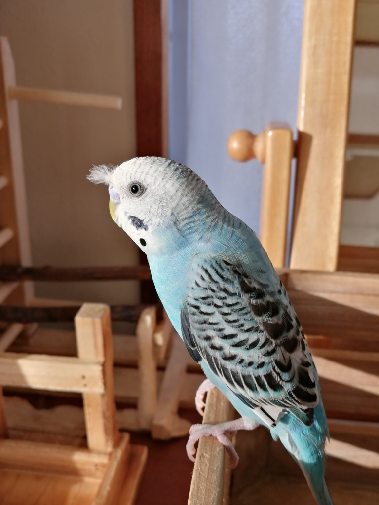 ほわ毛取りましょうか？ずっとついてるよ。
