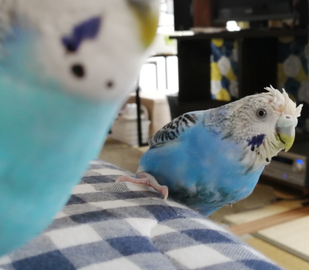 写り込み成功でち。