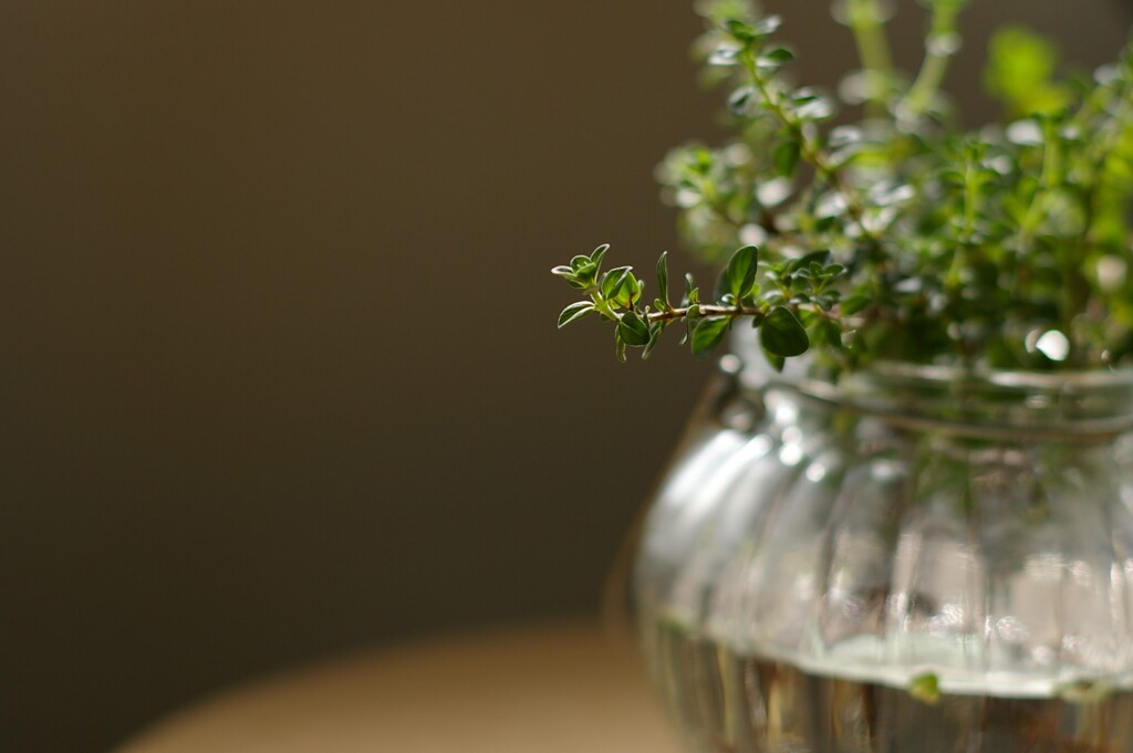 室内でも元気に育つ植物。