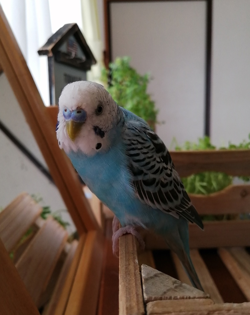 ちょっと悩んでるでち。