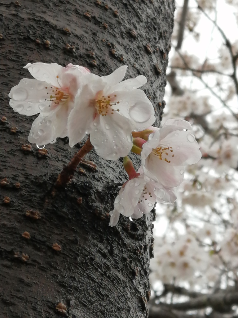 雨に濡れながら咲いてました。