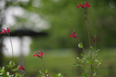 みんなで背くらべ。