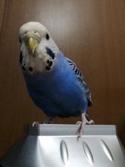 カメラ見てるでち。