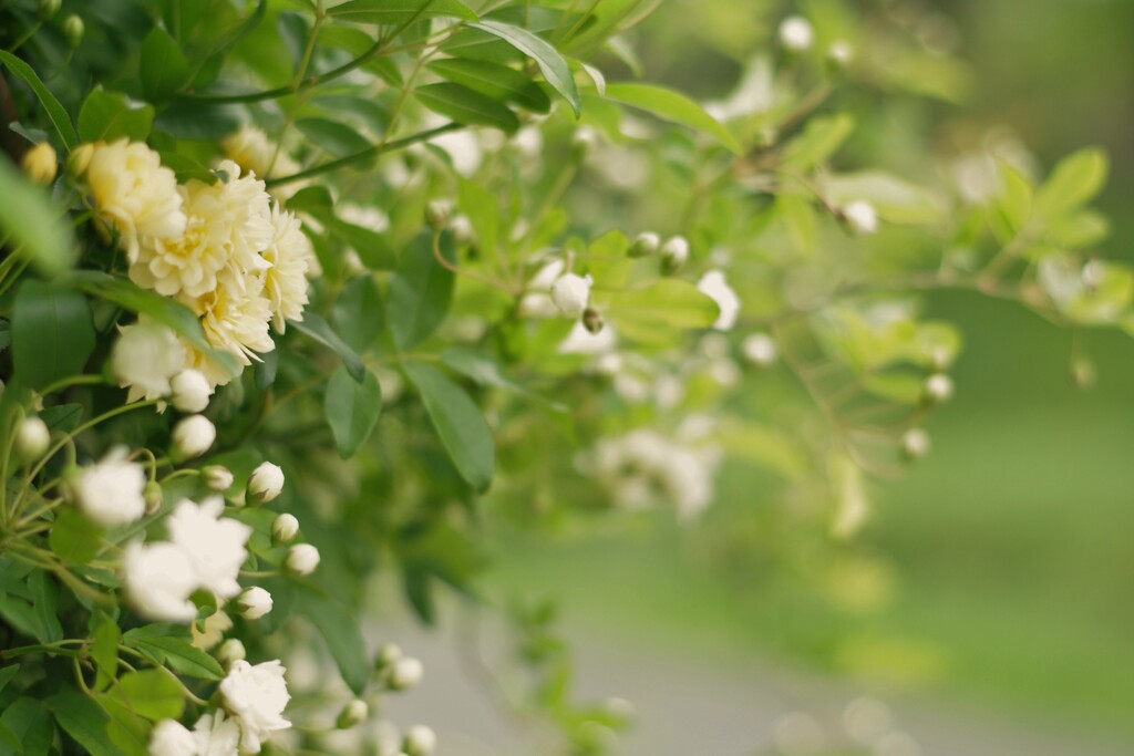 道路に顔出し、ありがとう。( ꈍᴗꈍ)