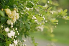 道路に顔出し、ありがとう。( ꈍᴗꈍ)