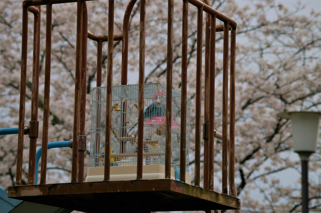 すべり台でお花見インコ。