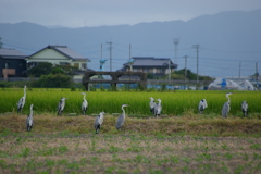 サギ集団。