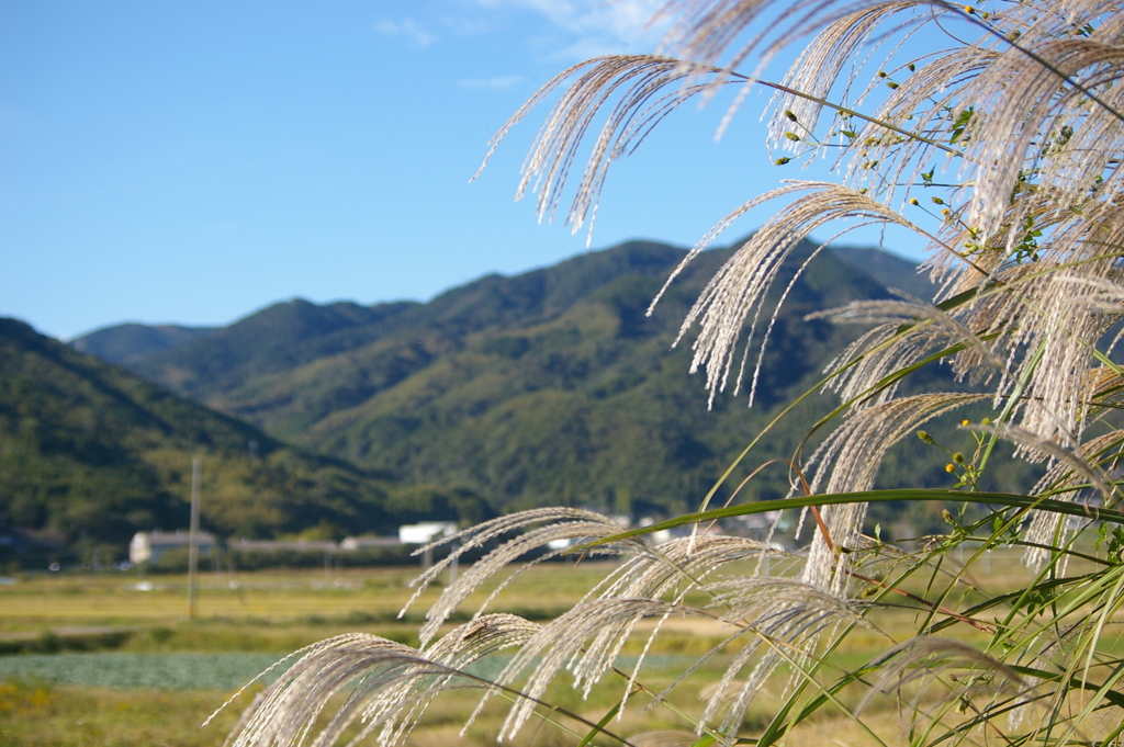 山を眺めてススキにご挨拶。