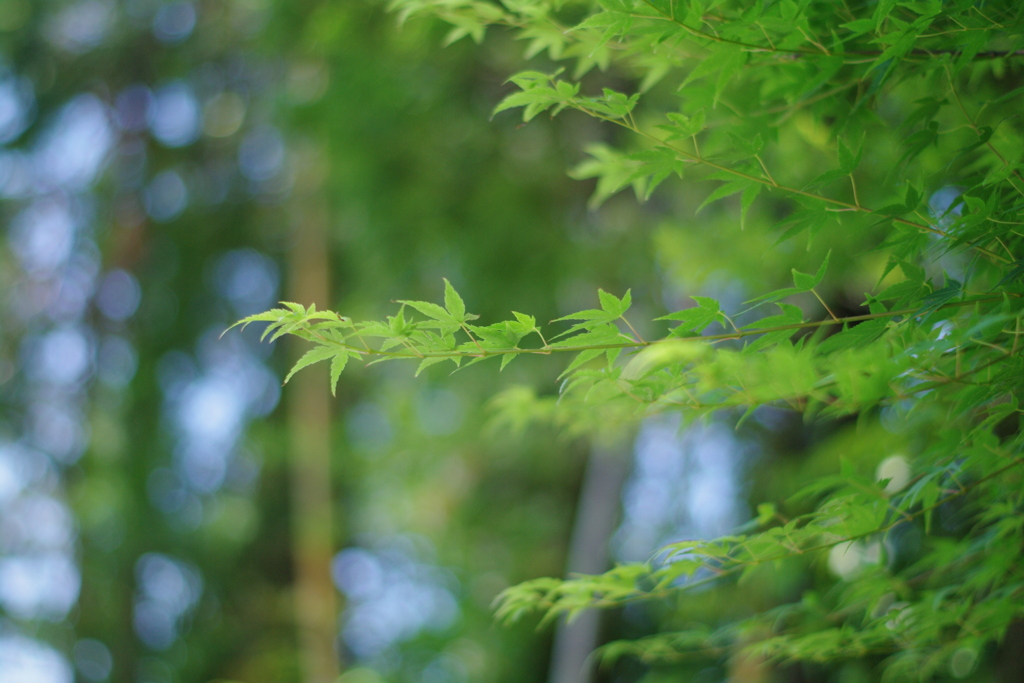 爽やかな木々。