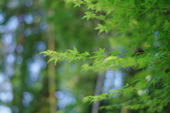 爽やかな木々。