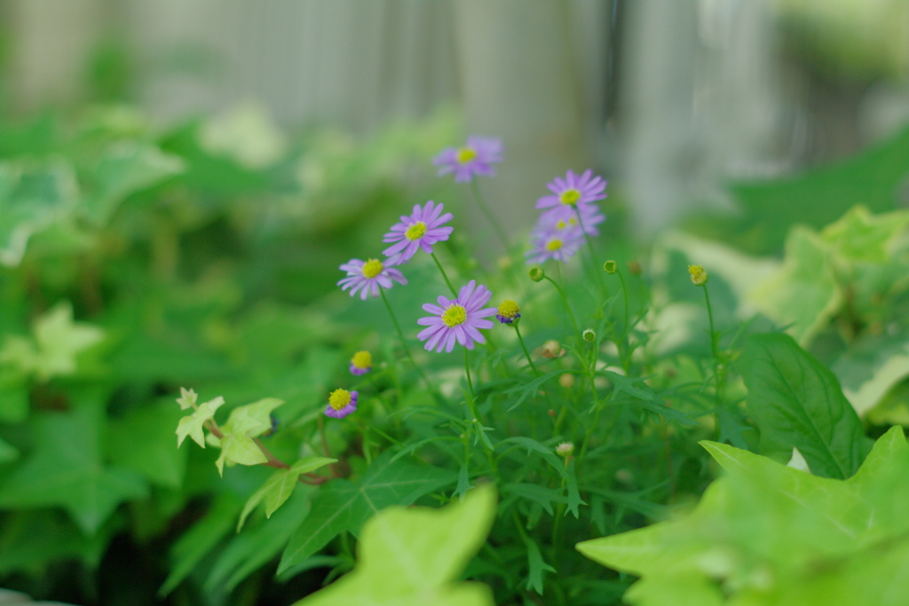 満開を過ぎてもいいよね。