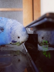 本物はどれでしょう？