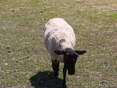 顔黒い羊さん。(^o^)
